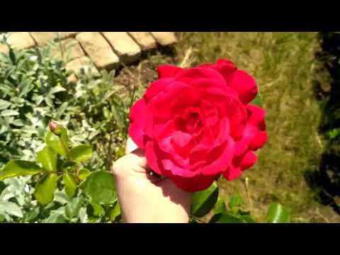 Видео: АСМР ПРИРОДА, ЦВЕТЫ, ШЕПОТ/ ASMR NATURE,FLOWERS,WHISPER