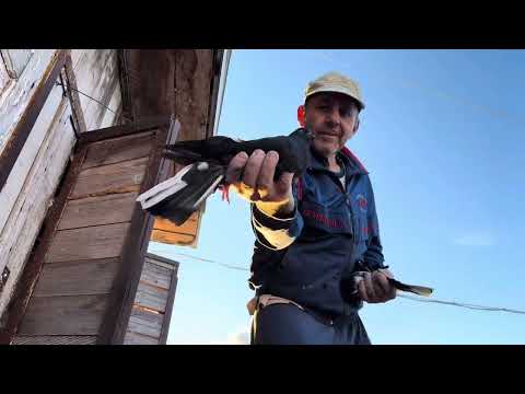 Видео: 26 октября 2025 г.