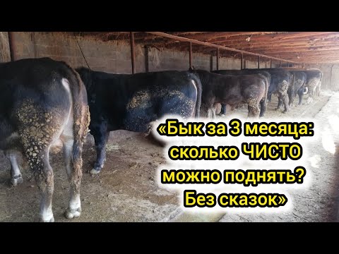 Видео: «Сколько можно заработать на откорме быка за 3 месяца? Реальный расчёт»