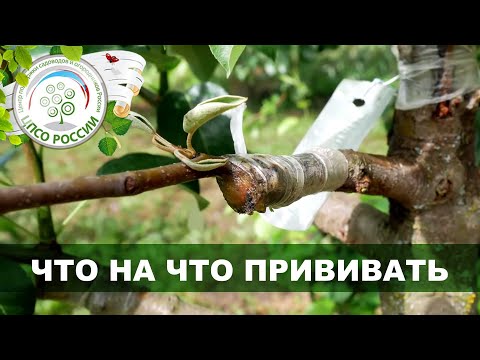 Видео: Как вырастить целый сад на одном дереве. Летний уход за прививкой деревьев. Часть 5