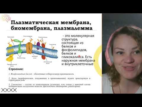 Видео: Биомембрана, плазмалемма, цитоплазматическая мембрана