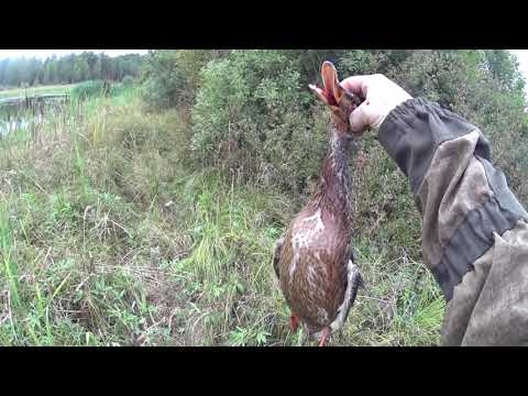 Видео: ОХОТА НА  УТОК с ПОДХОДА на БОЛОТЕ. КРЯКОВАЯ УТКА самая ХИТРАЯ.