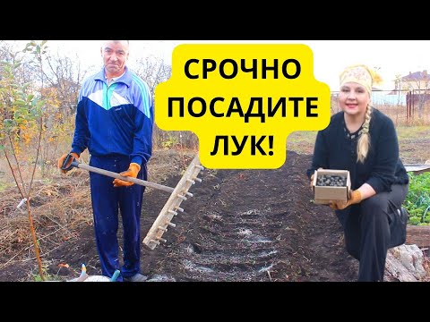 Видео: Когда и как посадить осенью лук севок? Что кладем в грядку от луковой мухи. Как укрываем. Сроки.