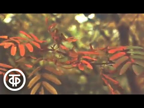 Видео: Золотая осень. Видовой фильм (1982)