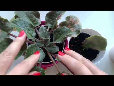 Видео: Фиалки 1. Секрет успешного продвижения на примере фиалок. Рекламные грядки