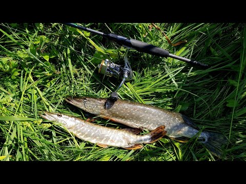 Видео: Закинул на всплеск - сразу удар! Хороший клёв щуки в июне