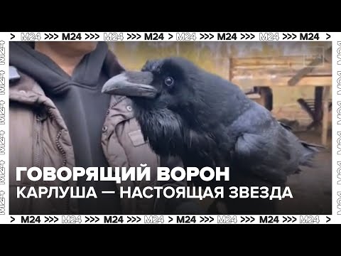 Видео: Говорящий ворон Карлуша — настоящая звезда кино и соцсетей 🐦🎬