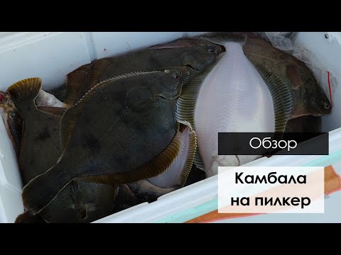Видео: Ловля камбалы на пилкер. Light Game в Приморье