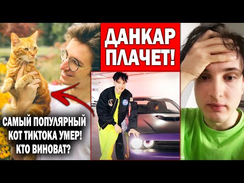 Видео: Кота Симбы больше нет / Это сделал Данкар?