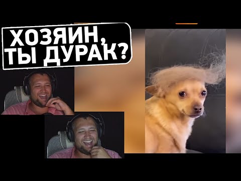 Видео: СОБАКА - ТРАМП • Дезертод смотрит Союз Смеха 😂