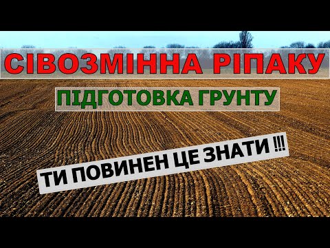 Видео: Сівозміна для ріпаку.Підготовка грунту перед посівом ріпаку.Які Попередники для ріпаку?Вирощування.