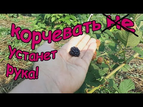 Видео: Ежевика Вон - "новинка" последних лет