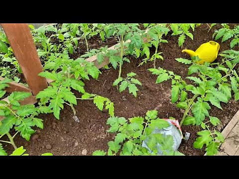 Видео: Ранняя посадка томатов в холод Как приживаются Не торопитесь,можно все потерять Полив  рассады