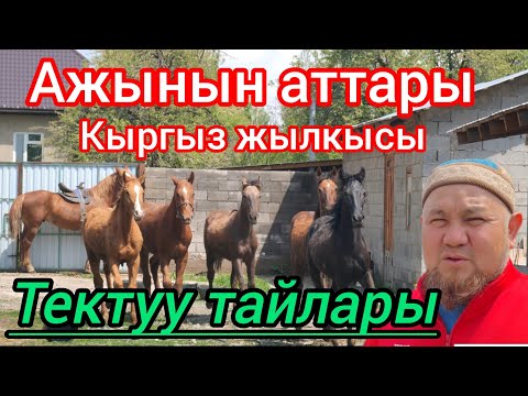 Видео: Ажынын аттары
