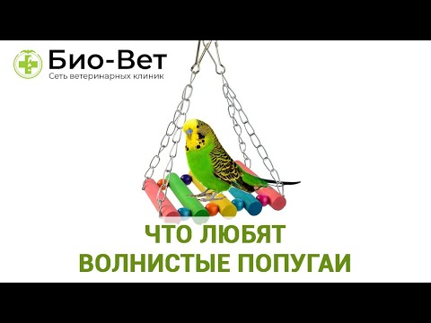 Видео: Что Любят Волнистые Попугаи // Еда, Игрушки Для Волнистых Попугаев // БИО-ВЕТ