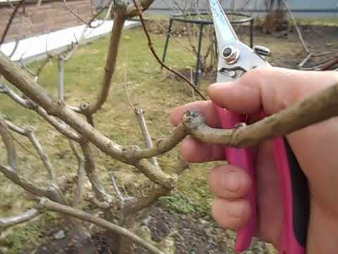 Видео: Моя обрезка гортензии метельчатой.