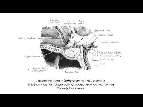 Видео: Хипофиза – Hypophysis (11:43) ┃teoriyata.com