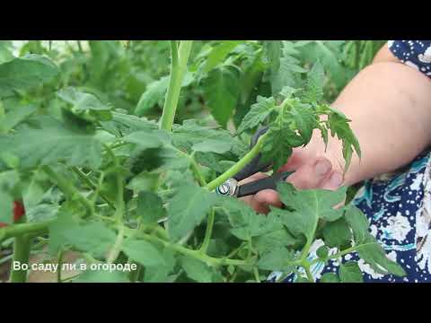 Видео: ТОМАТЫ БОЛЬШЕ НЕ ГНИЮТ! ПРОВЕРЕННОЕ СРЕДСТВО от вершинной гнили