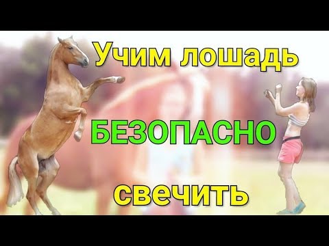 Видео: Как научить лошадь вставать на свечку. Учим свечить по команде.