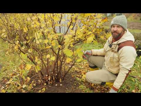 Видео: Смородина размером с вишню. Обрезка красной и черной смородины.