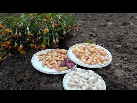 Видео: Коли і як садити озиму цибулю, щоб виросла велика — поради городникам