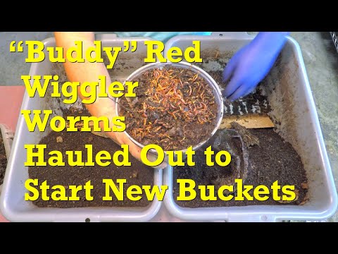 Видео: Красные черви-вигглеры в контейнерах-«приятелях» вытащены для запуска двух новых ведер — вермиком...