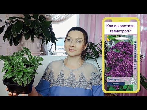 Видео: КАК вырастить ГЕЛИОТРОП?