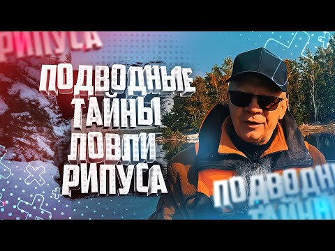 Видео: Подводные Тайны Ловли Рипуса Увильды Тургояк Рыбалка
