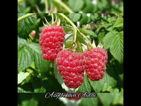 Видео: 🏞️🌱 Кереге-Таш айылынын флорасы жана фаунасы 🦋