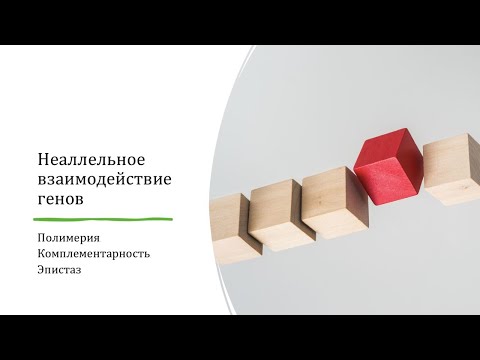 Видео: Неллельное взаимодействие генов (Генетика)