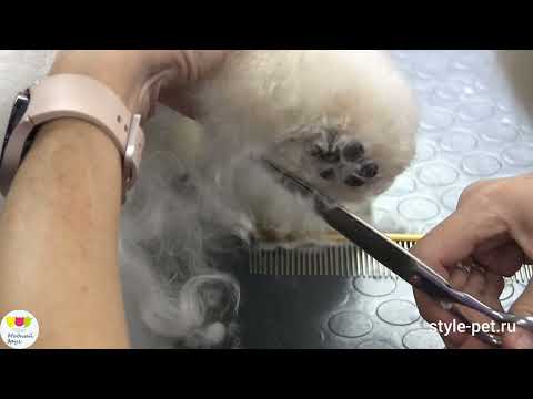 Видео: Стрижка БИШОН ФРИЗЕ, история породы