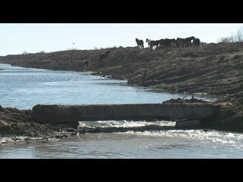 Видео: Шиеліде көпір жоқ: халық қалқымалы өткелмен қатынап жүр