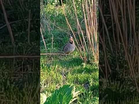 Видео: кабги хочи хабиб шерхан перавал