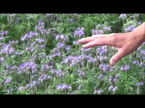 Видео: Фацелия на семена. Уборка через месяц. Июнь 2019