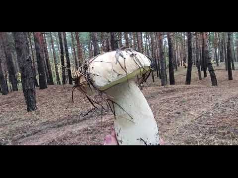 Видео: ТРІШКИ ПРО ГРИБИ-Я ЗБИРАЮ ТАКІ..