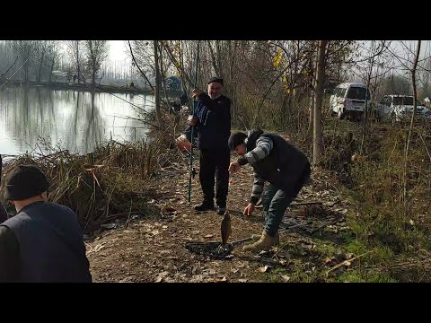 Видео: Балик куп ризкимиз булса олмиз
