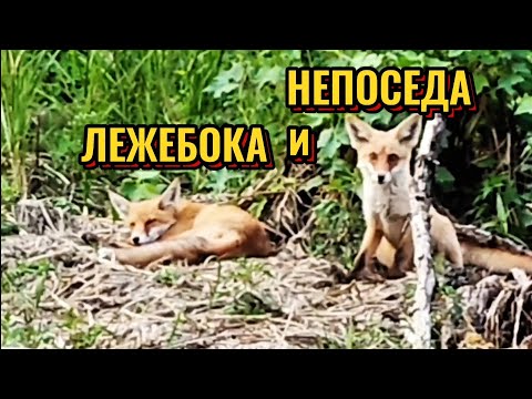 Видео: НЕПОСЕДА и ЛЕЖЕБОКА