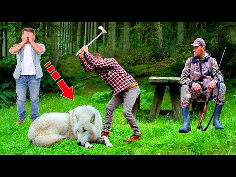 Видео: Охотники окружили раненного волка, но в последний момент произошло невероятное!