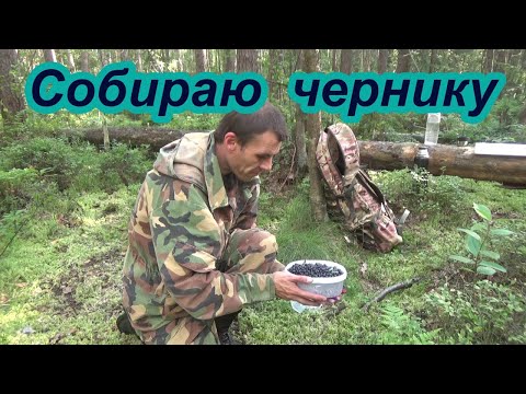 Видео: В лес за черникой