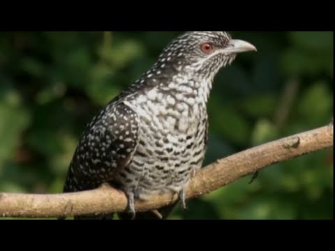 Видео: 1353.Suno - Промокшая кукушка. НОВИНКА.ВОКАЛ НЕЙРОСЕТЬ.