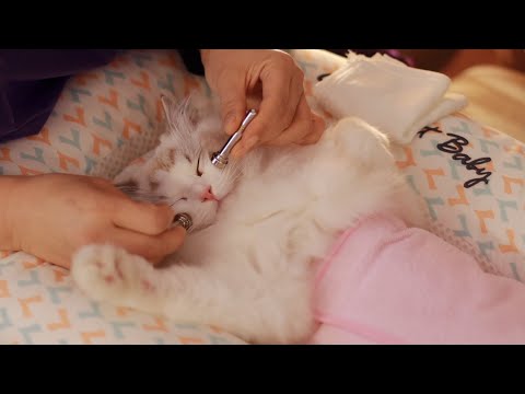 Видео: Лучшее радиочастотное лечение! | Cat Spa ASMR Pt. 6 (Травмы от соревнований ..?)