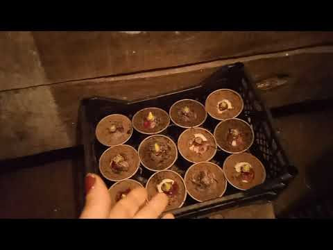 Видео: обзор луковичных((Крокус, гиацинт, тюльпан.