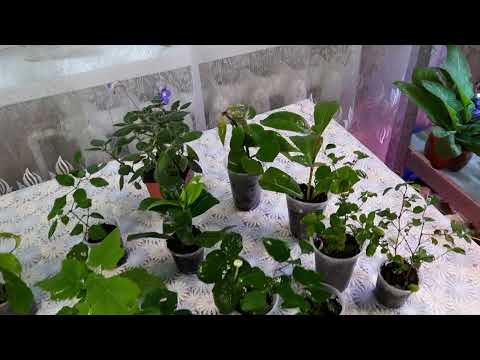 Видео: Цветочные похвастушки. Красивые растения цветут, из маленьких черенков. Обзор комнатных растений.
