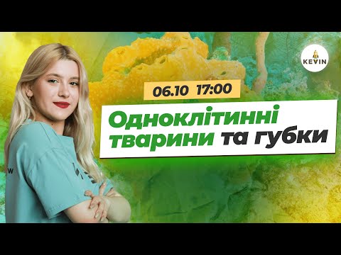 Видео: Одноклітинні тварини та губки I Школа KEVIN