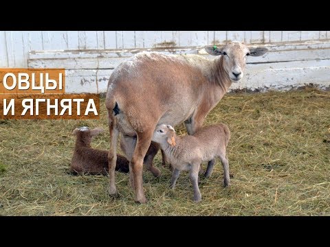 Видео: Экстерьер и особенности содержания и разведения овец Катумской породы.