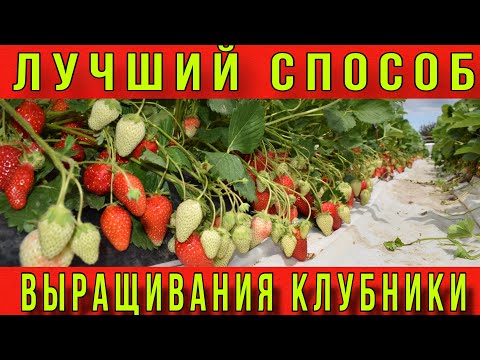 Видео: Лучший способ выращивания клубники