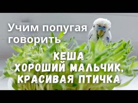 Видео: Кеша хороший мальчик, красивая птичка Учим попугая говорить
