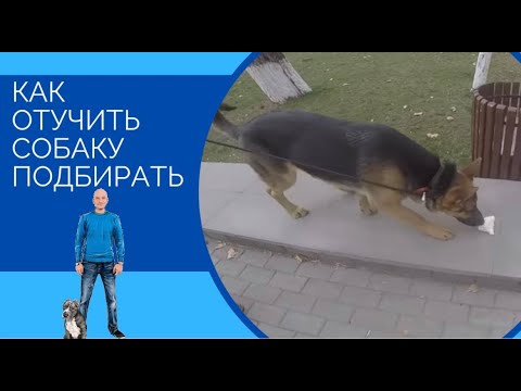 Видео: Урок от Наджаряна младшего(один из способов,как отучить собаку подбирать)