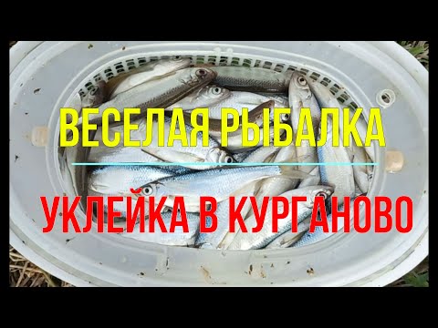 Видео: Веселая рыбалка. Уклейка клюет не переставая.