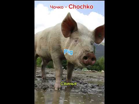 Видео: 3 тил бил! Жаныбарлар сөздүгү. Animals vocabulary. Животные - Словарь. | Кыргыз. English. Русский.